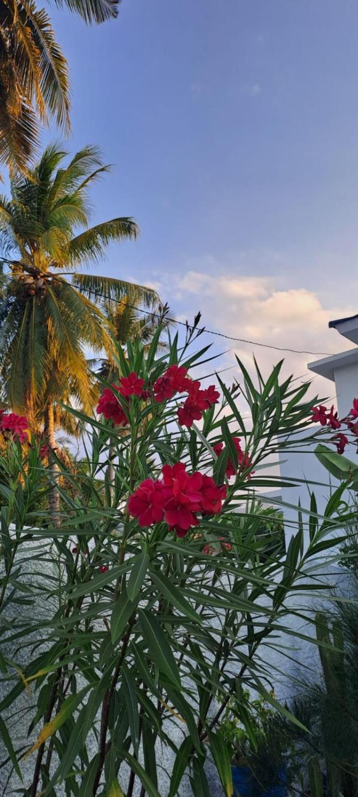 Anjo Maumere Hotel & Restaurant Luaran gambar